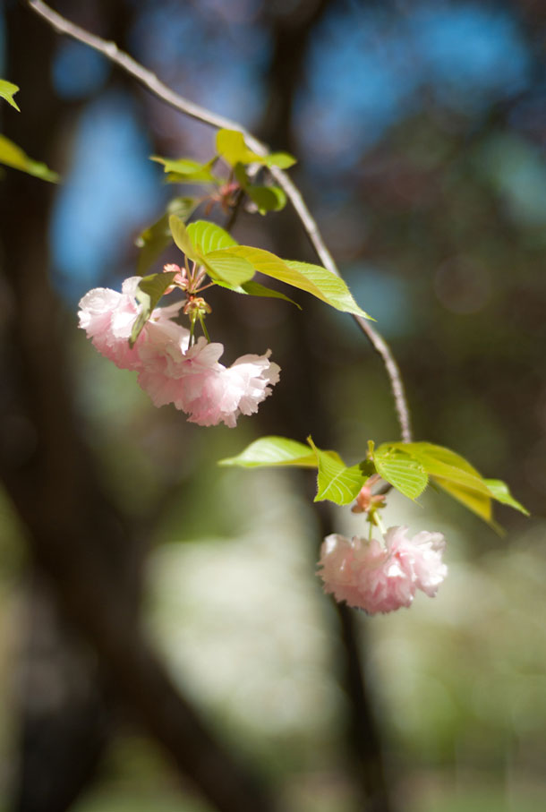 Cherry Blossoms, C-Sonnar on the Leica M8 at F1.5 | Brian Sweeney