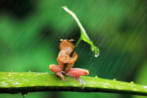 Frog Wearing Umbrella | Penkdix Palme / National Geographic