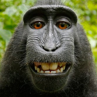 Selfie is, selfie does -- monkey. | David Slater