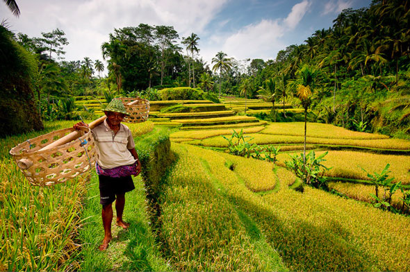 Not to forget the rice terraces of Bali... | Stefan Forster