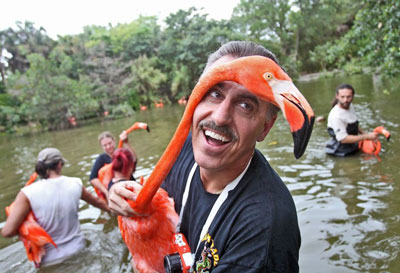 Zoo Miami flamingo moving day | Patrick Farrell 