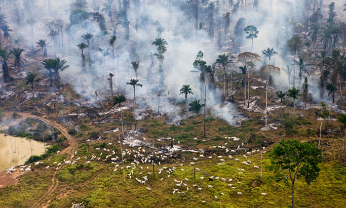 Cows and Smoke Ground zero in the war on nature -- cattle graze among the burning Amazon jungle in Brazil  "Throughout history human exploitation of the earth has produced this progression: colonize-destroy-move on." (Garrett Hardin) | Daniel Beltra / Population Speak Out