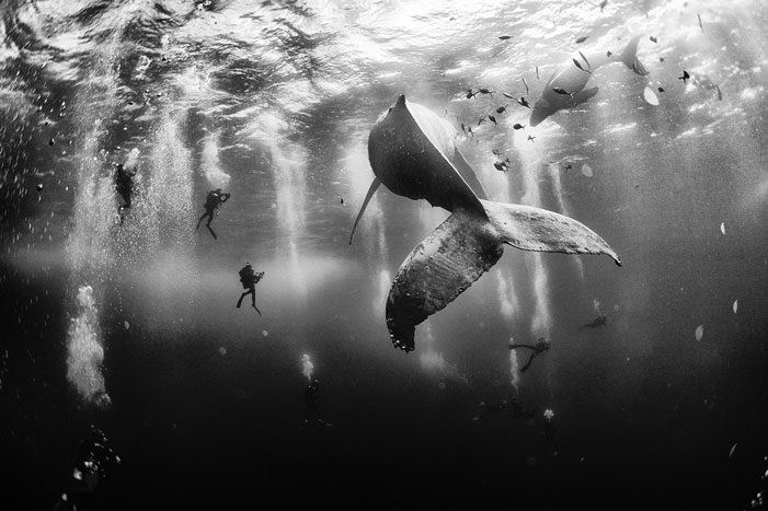 Diving with a humpback whale and her new born calf while they cruise around Roca Partida Island, in Revillagigedo, Mexico. | Anuar Patjane, winner of National Geographic Traveler Photo Contest 2015
