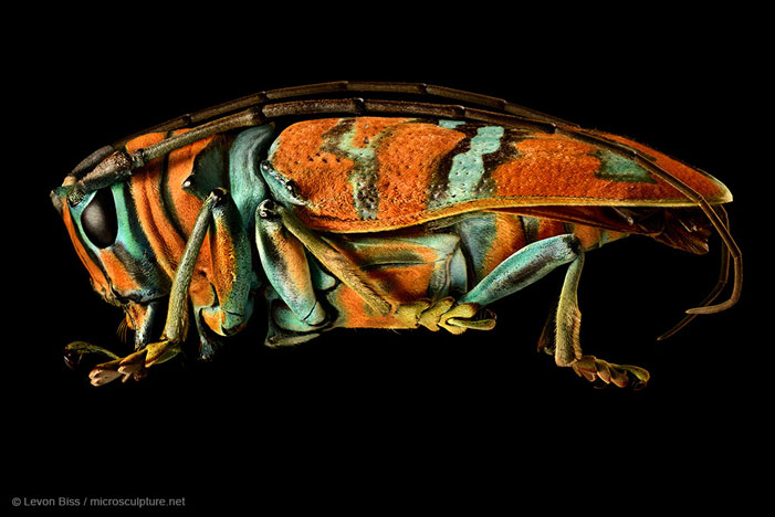 Jewel Longhorned Beetle | Levon Biss / microsculpture.net