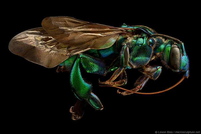 Orchard Cuckoo Bee | Levon Biss / microsculpture.net